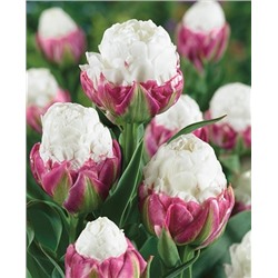 Луковицы Тюльпан Мороженое, арт.: 1133