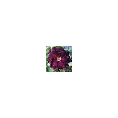 Adenium Obesum Double Flower NEW-109