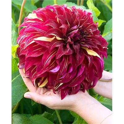 Клубни Георгин крупноцветковый Богемиан Спартакус, арт.: 69616