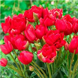 Луковицы Тюльпан многоцветковый махровый Эстетик, арт.: 75172