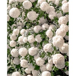 Саженцы Калина Бульдонеж, арт.: 8611