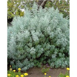 Полынь Древовидная, арт.: 8854