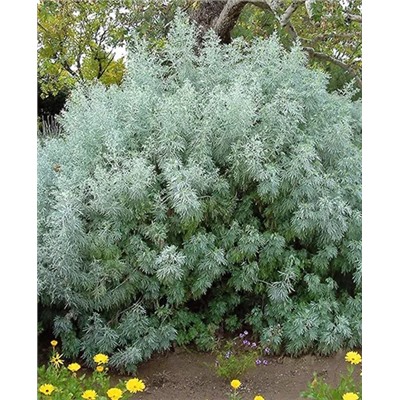 Полынь Древовидная, арт.: 8854