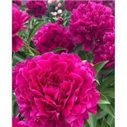 Корни (саженцы) Пион Пол М.Уайлд, арт.: 69970