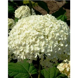 Саженцы Гортензия древовидная Аннабель, арт.: 832
