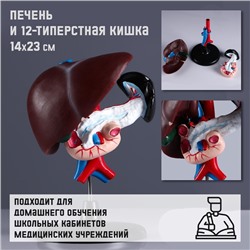 Анатомическая модель «Макет печени и 12-перстной кишки», 14×23 см