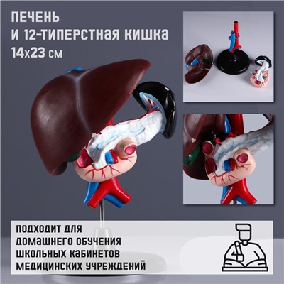 Анатомическая модель «Макет печени и 12-перстной кишки», 14×23 см