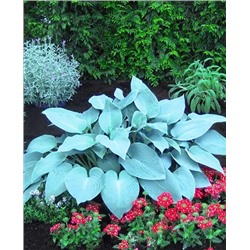 Корень Хоста Канадиан блю, арт.: 70358