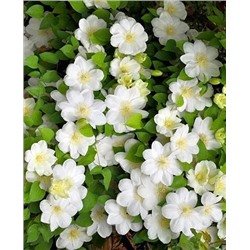 Саженцы Клематис витицелла Гернси Крим, арт.: 69267