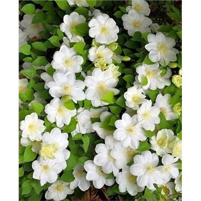 Саженцы Клематис витицелла Гернси Крим, арт.: 69267