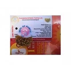 Рудракша сертифицированная (1 мукхи), 1 Mukhi Certified Rudraksha, произв. Kalyan Puja
