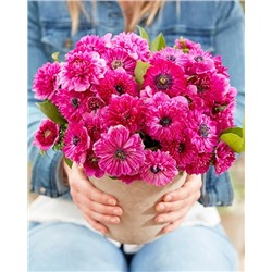 Саженцы Ветреница (анемона) корончатая Фуллстар Пинк, арт.: 74724