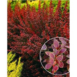 Саженцы Барбарис тунберга Золотое Кольцо, арт.: 8584