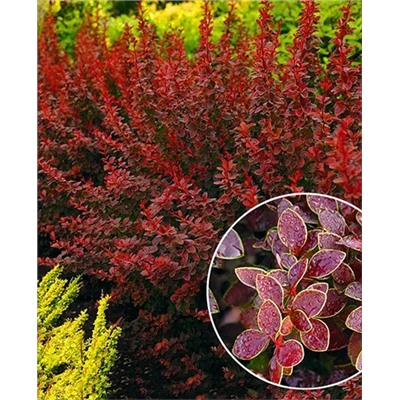 Саженцы Барбарис тунберга Золотое Кольцо, арт.: 8584