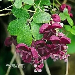 Akebia QUINATA (Акебия)