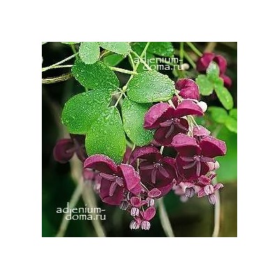Akebia QUINATA (Акебия)