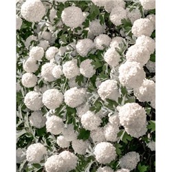 Саженцы Калина Бульдонеж, арт.: 466