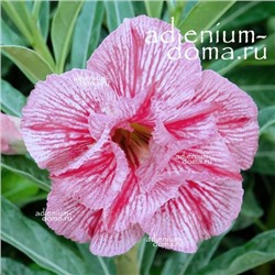 Adenium Obesum Double Flower NEW-229