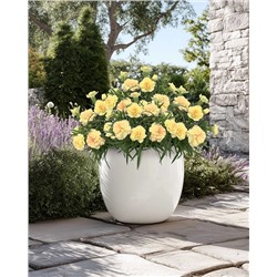 Саженцы Гвоздика Супер-трупер Йеллоу, арт.: 74588