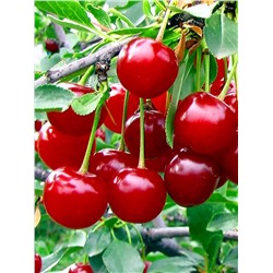 Саженцы Вишня Встреча, арт.: 70274