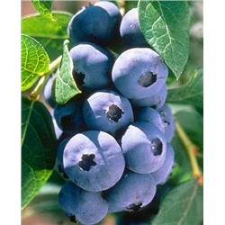 Саженцы Голубика Чандлер, арт.: 73084