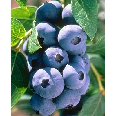 Саженцы Голубика Чандлер, арт.: 73084