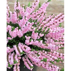 Вереск обыкновенный Раднор, арт.: 73266