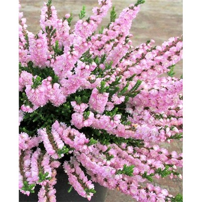 Вереск обыкновенный Раднор, арт.: 73266