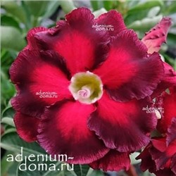 Adenium Obesum Double Flower NEW-90