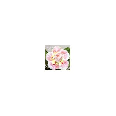Adenium Obesum Double Flower TRINH NU