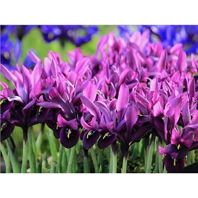 Ирис Reticulata Purple Gem "Пурпл Гем" 5шт