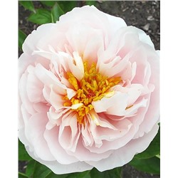 Пион Блашинг Принцесс, арт.: 74678