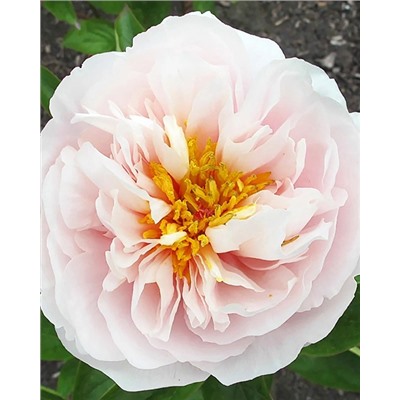 Пион Блашинг Принцесс, арт.: 74678