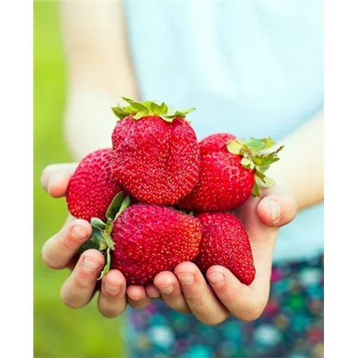 Саженцы Клубники (Земляники) садовой Фестивальная ромашка, арт.: 69190