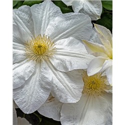 Саженцы Клематис Шираюкихиме, арт.: 74875