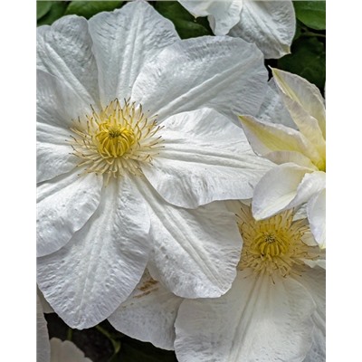 Саженцы Клематис Шираюкихиме, арт.: 74875