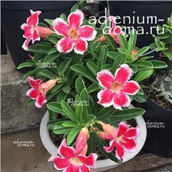 Adenium Obesum Desert Rose SILVER FOX