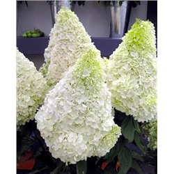 Саженцы Гортензия метельчатая Полар Бир, арт.: 69721