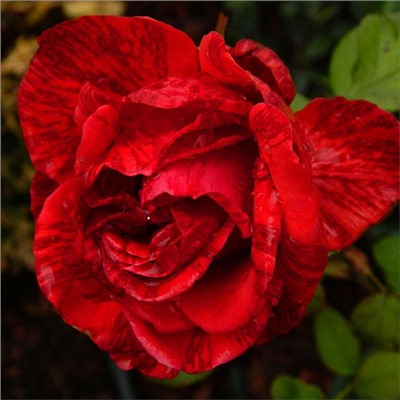 Red Intuition "Ред интуишин"