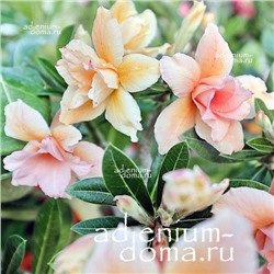 Adenium Obesum Double Flower NEW-178