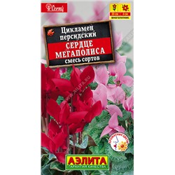 1672 Цикламен персидский Сердце мегаполиса, смесь сортов 3шт