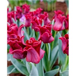 Луковицы Тюльпан триумф Ред Дресс, арт.: 69924