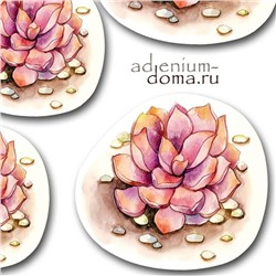 Открытка Echeveria AGAVOIDES 'ROMEO' (Эхеверия, Эчеверия)