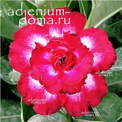 Adenium Obesum Double Flower NEW-245