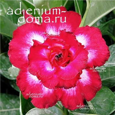 Adenium Obesum Double Flower NEW-245