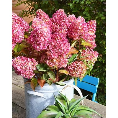 Саженцы Гортензия метельчатая Редлайт, арт.: 74741