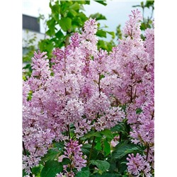 Саженцы Сирень Прэстона Менуэт, арт.: 75323