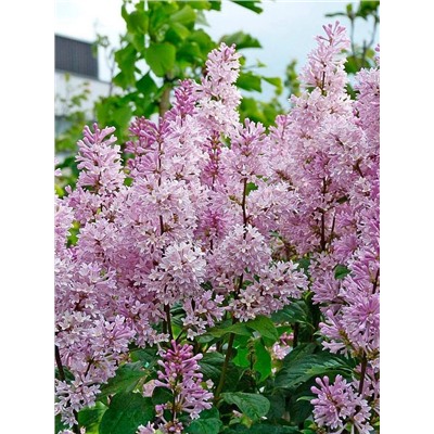 Саженцы Сирень Прэстона Менуэт, арт.: 75323