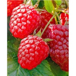 Саженцы Саженцы Малина Зюгана, арт.: 69828