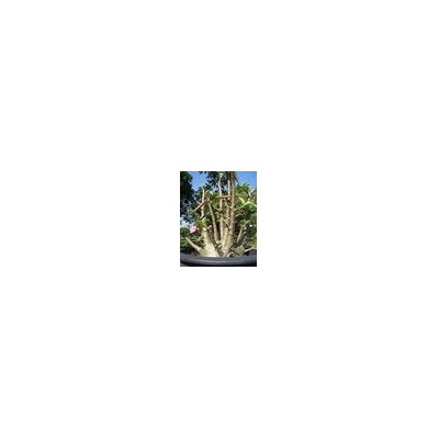 Adenium Arabicum BLACK DRAGON